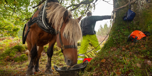 Horsetarzan1